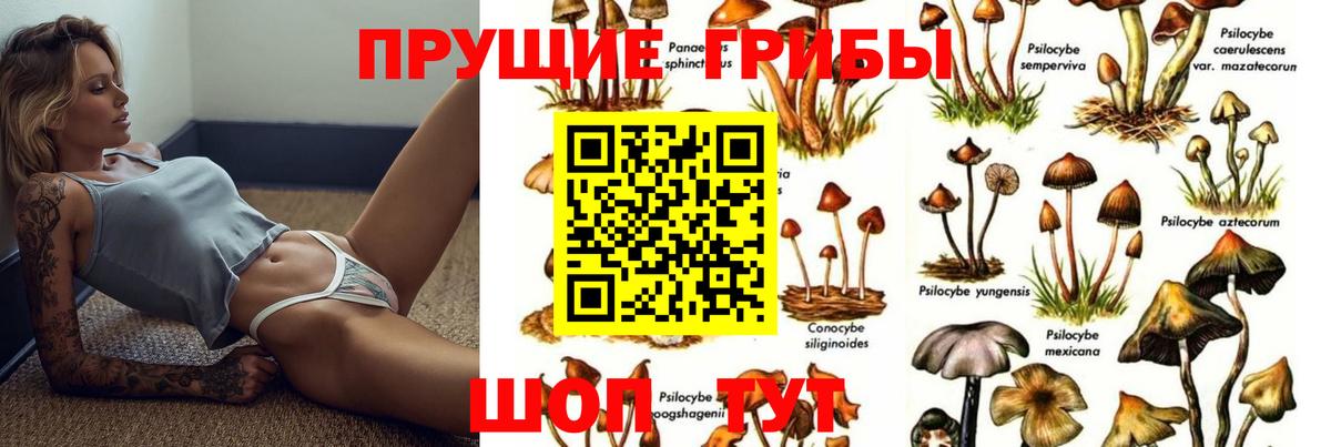 Псилоцибиновые грибы Psilocybe  Тобольск 